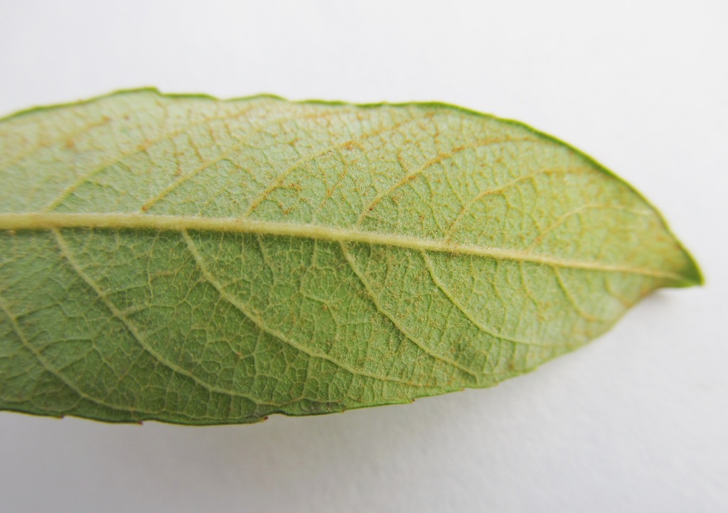 Salix atrocinerea / Salice di Gallura